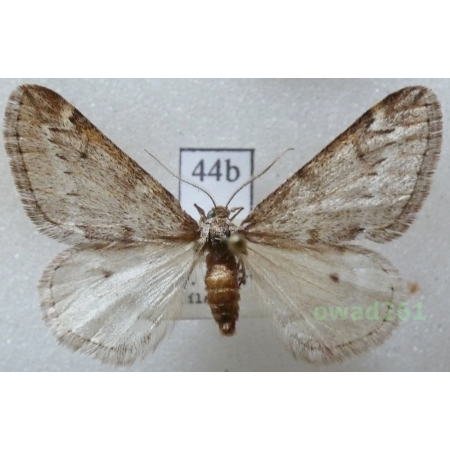 Alsophila aescularia (Denis & Schiffermüller, 1775) Czech44b